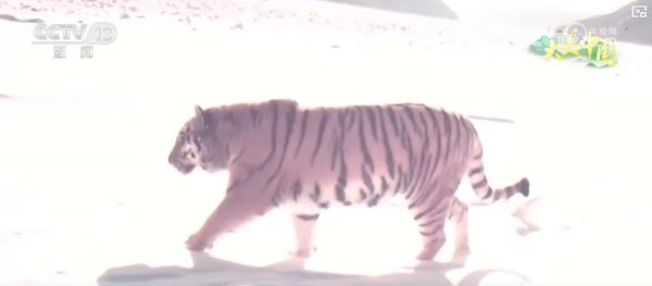 N配资 科技助力保护生物多样性 守护珍稀野生动物家园